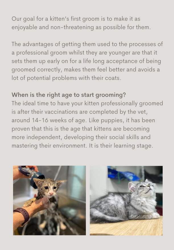Kitten Care – Cat Grooming
